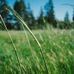 Mertie Skiles Profile Picture