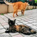 Adelle Rogahn Profile Picture