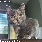 Keyshawn Stanton Profile Picture