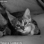 Dante Pagac Profile Picture